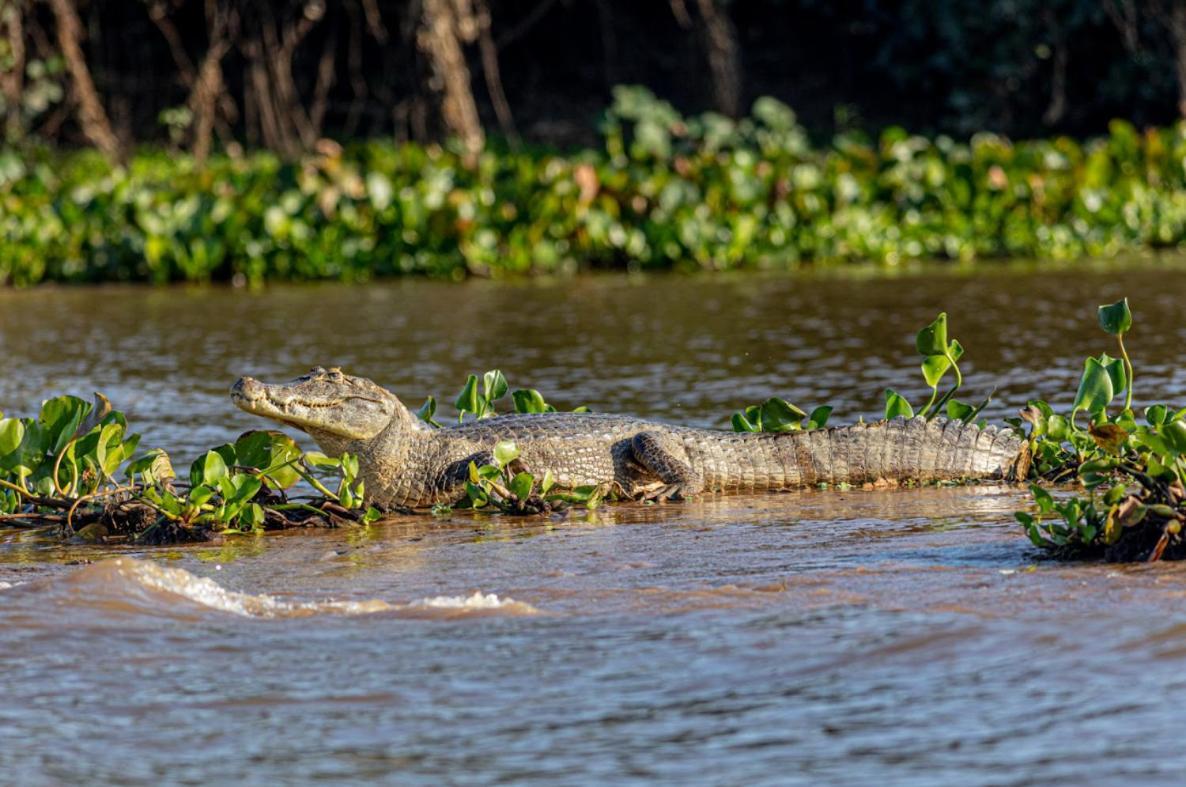 Pantanal - Pousada Sia Mariana Barao de Melgaco エクステリア 写真